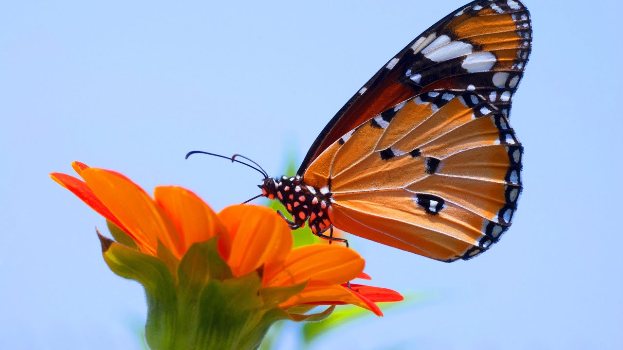Non-Duality  |  Love and Simplicity