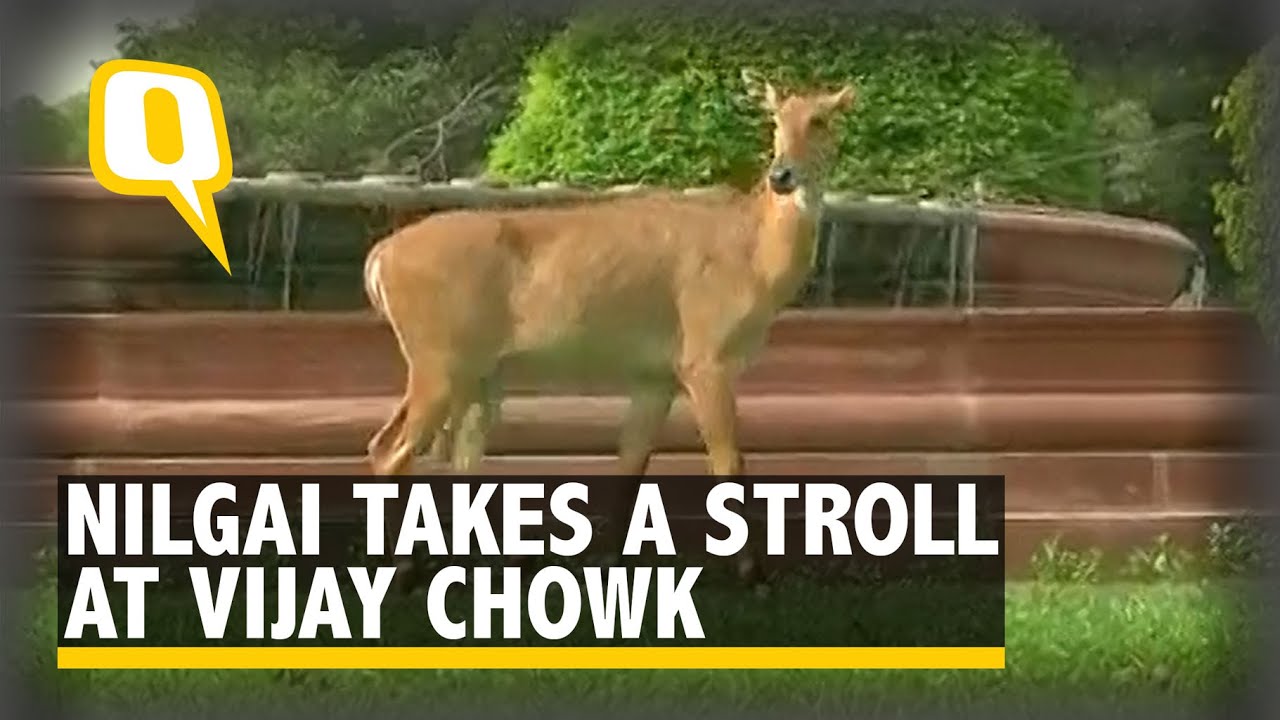 The Quint: Nilgai Strays in Lutyens&rsquo; Delhi&rsquo;s Power Corridors