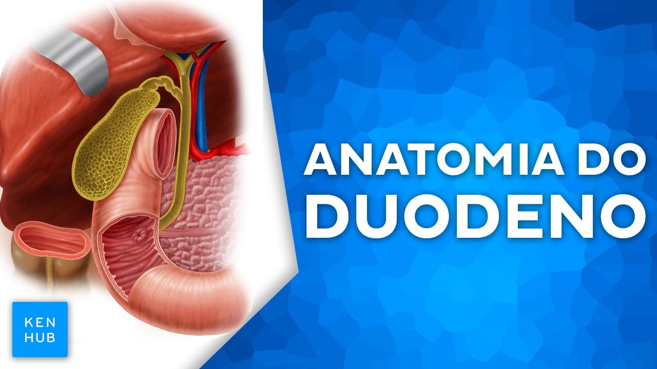 Duodeno - Anatomia e funções