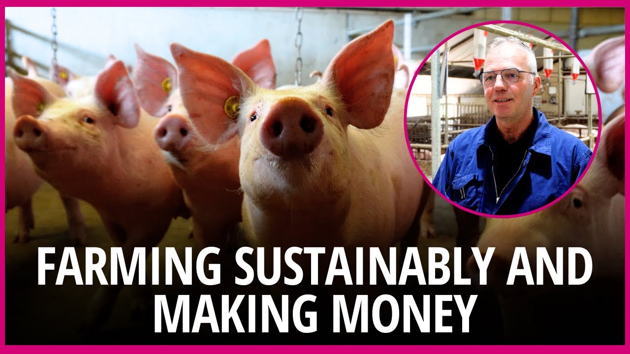 4 tips to make money with producing pigs sustainably