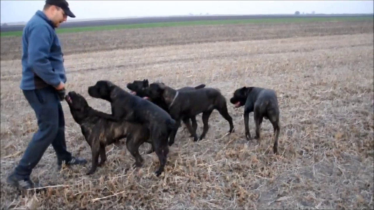 Walk with dogs... cane corso