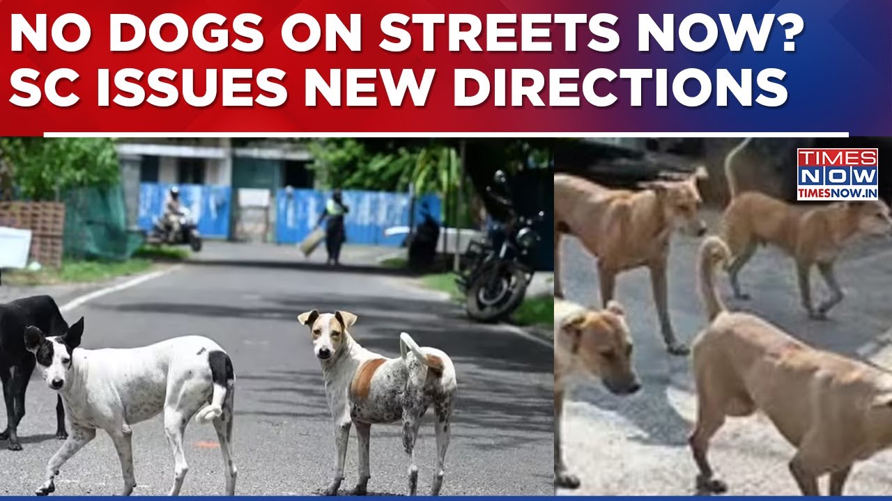 Supreme Court Issues Directions On 'Stray Dogs Menace', 'Move All Delhi Stray Dogs To Shelters'