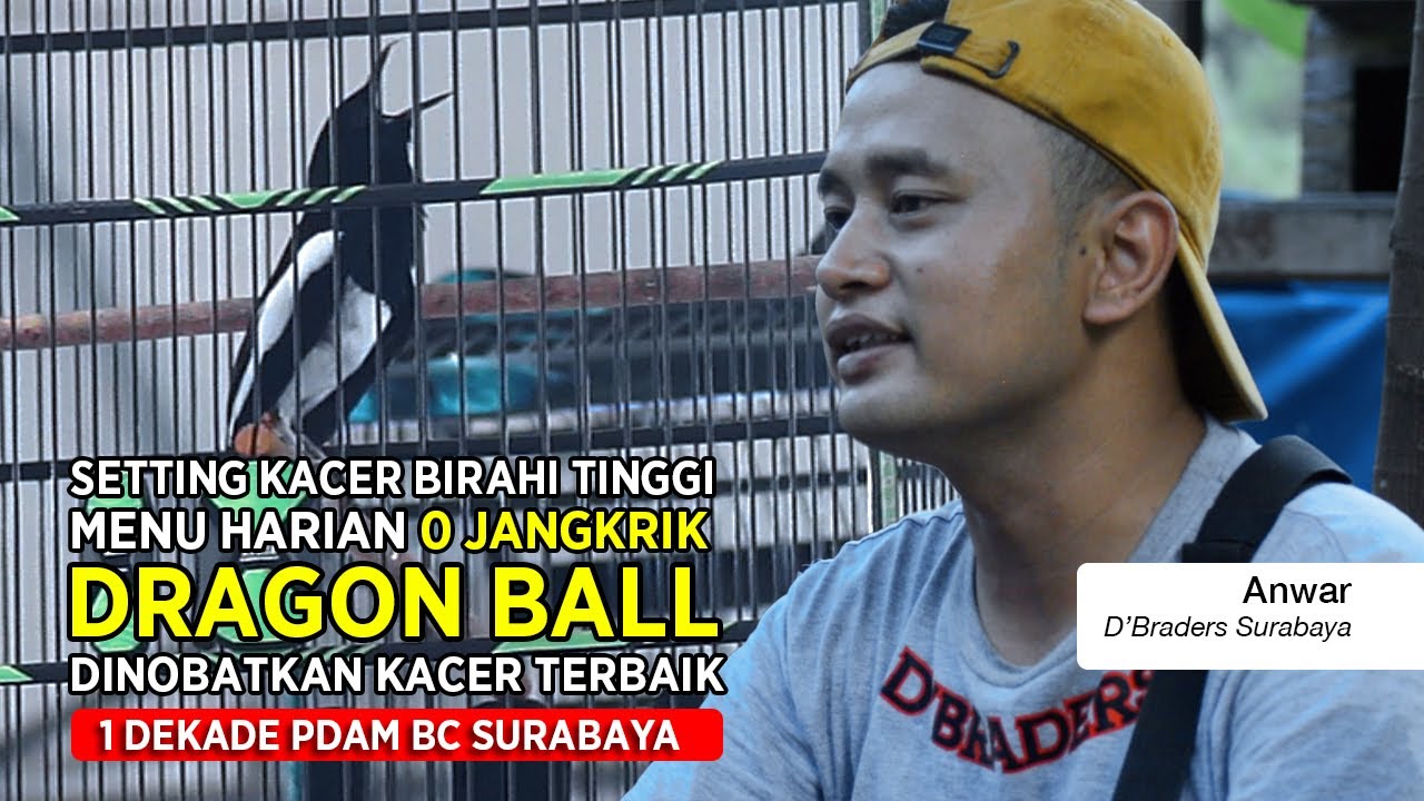[ Kacer DRAGON BALL ] Birahi Terlalu Tinggi? Begini Cara Setting Harian dan Lapangannya Agar Tampil