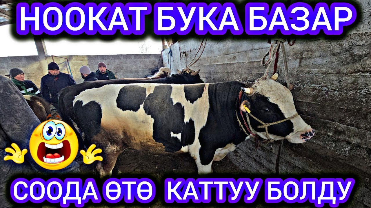Ноокат Бука Базар 👍 Шок Цене Болуп Кетти  Боп Кетти Акалар #байкж 