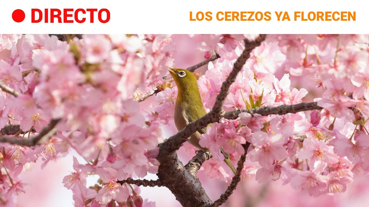 DIRECTO JAPÓN: Florecen los primeros CEREZOS en la prefectura de Shizuoka