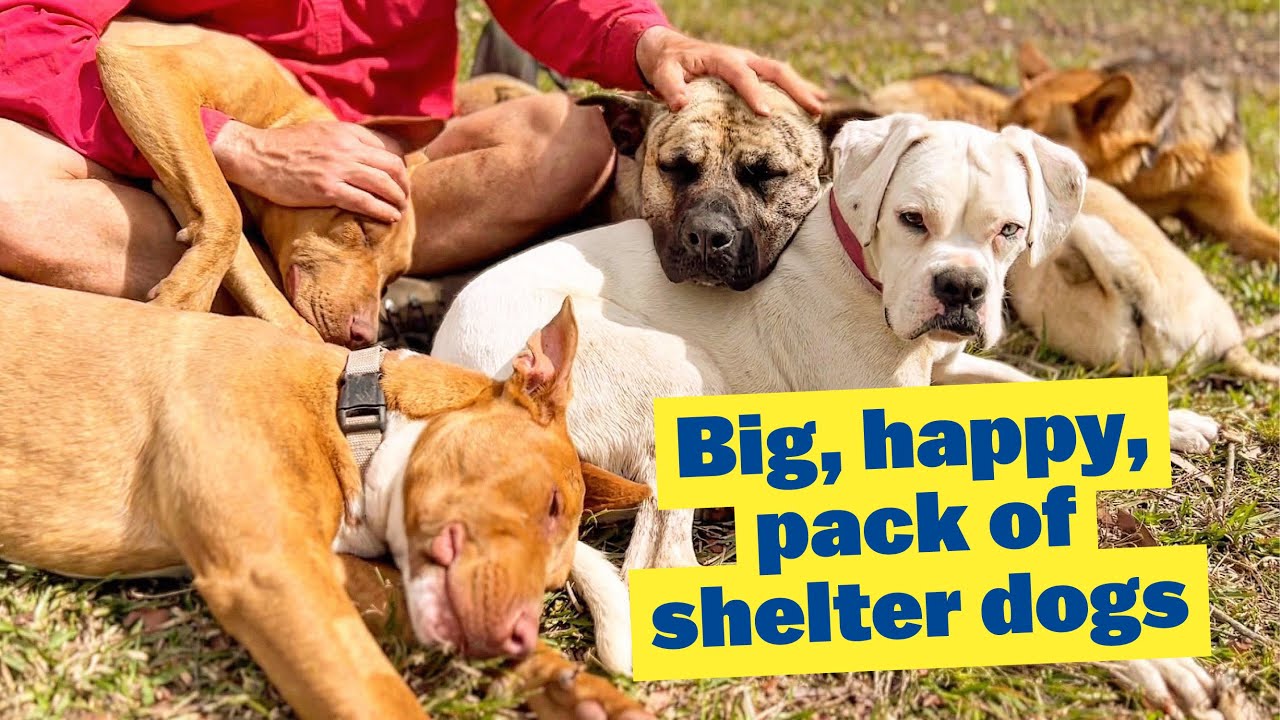 Big Happy Content Pack of Shelter Dogs | German Shepherds Rottweiler Mastiff American Staffy Puppies