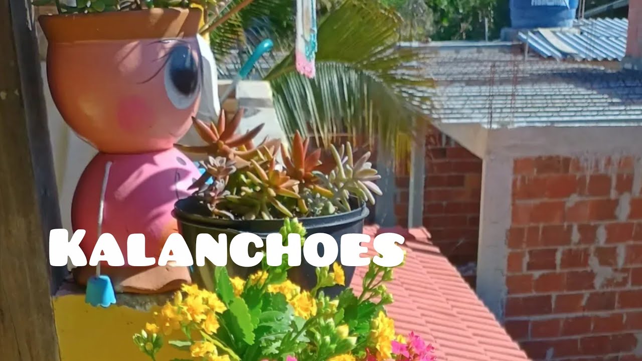 Limpeza e Adubação nas kalanchoes