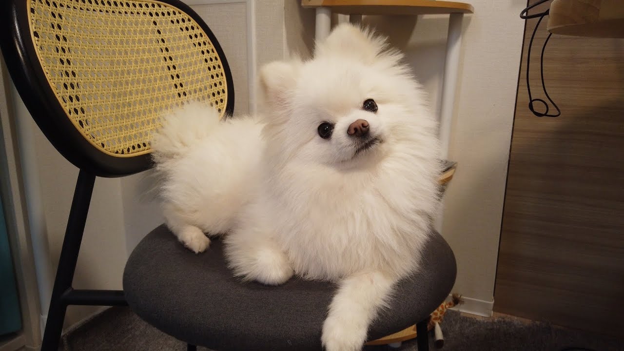 朝が弱すぎるポメラニアン ゴマの日常