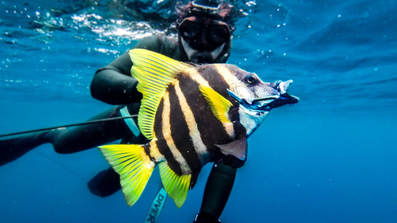 You've NEVER seen this record fish before. Brisbane spearfishing is incredible!