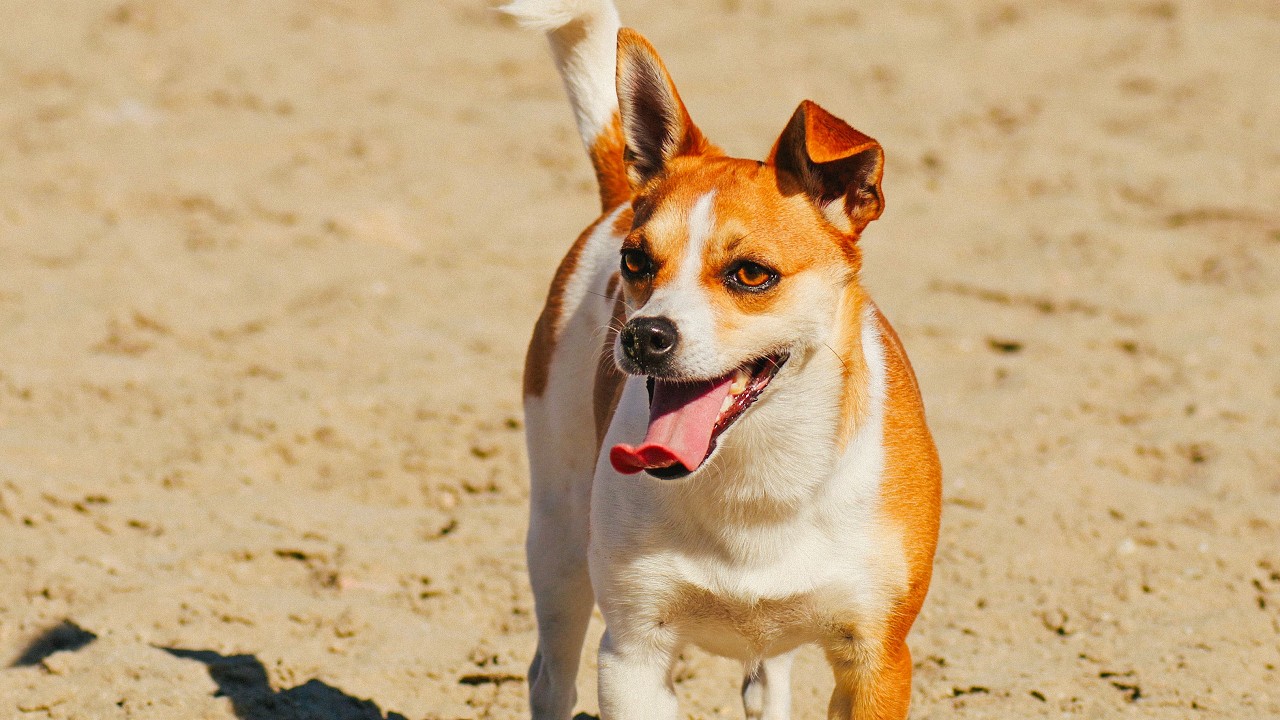Jack Russell Terrier making a splash on the beach #slowmodogs