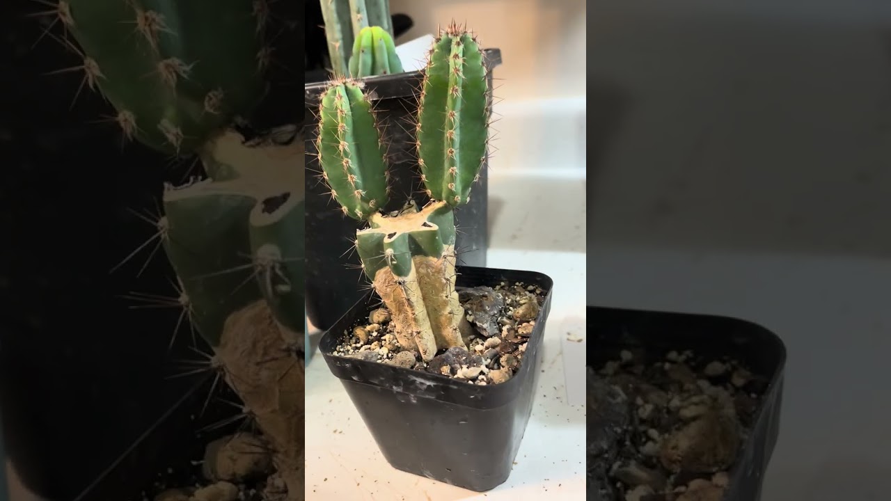 Trichocereus short overview and discussion 
