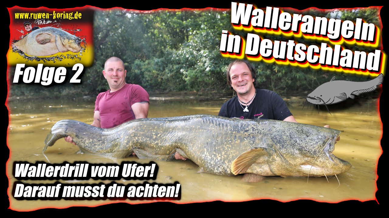 Wallerangeln in Deutschland #2 / Wallerdrill vom Ufer! Darauf musst du ACHTEN!