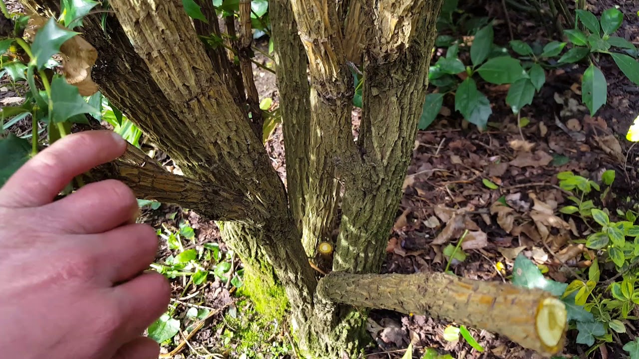 Pruning Mahonia