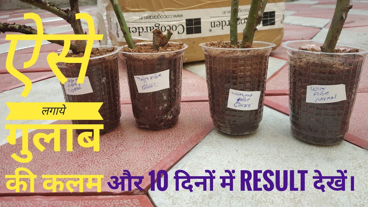 गुलाब की कलम लगाने का नया और आसान प्रयोग Latest new way to grow rose plant easily