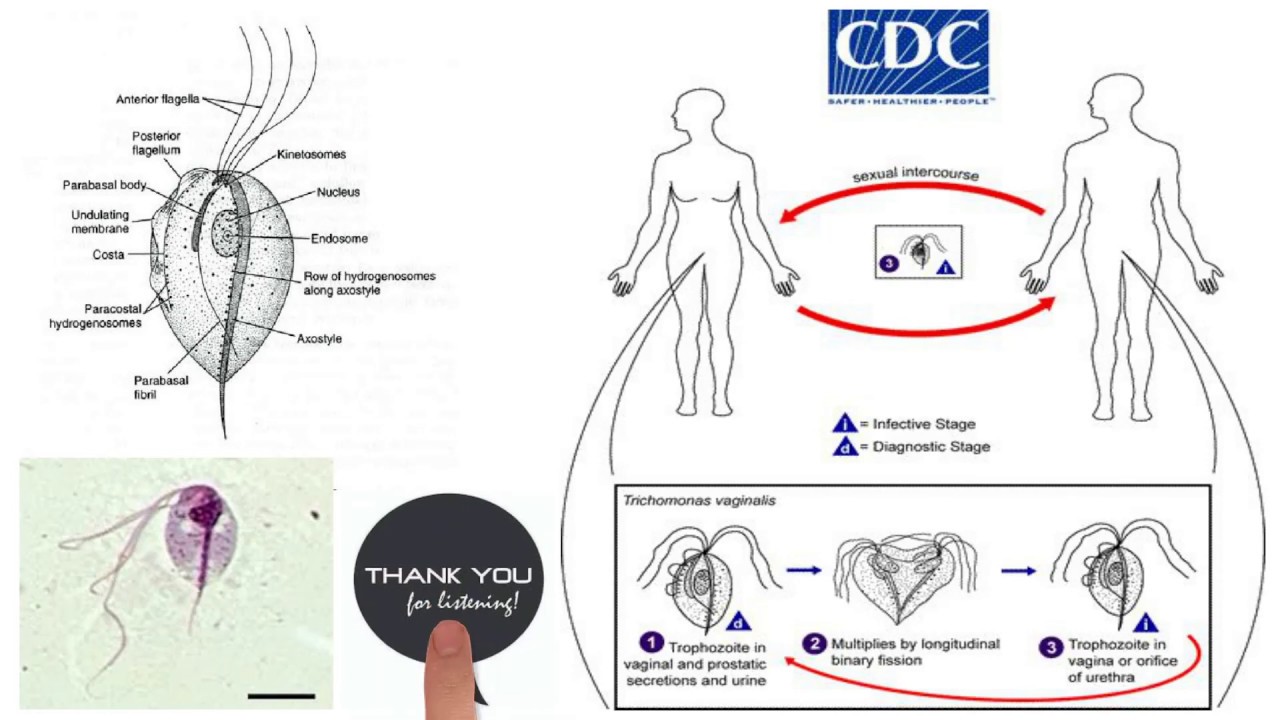 Giardia & Trichomonas (Intestinal & Urogenital Flagellates)