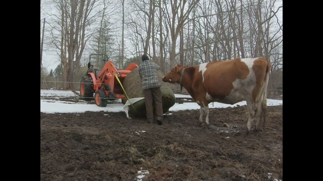 Feeding our dairy cows on a small dairy farm