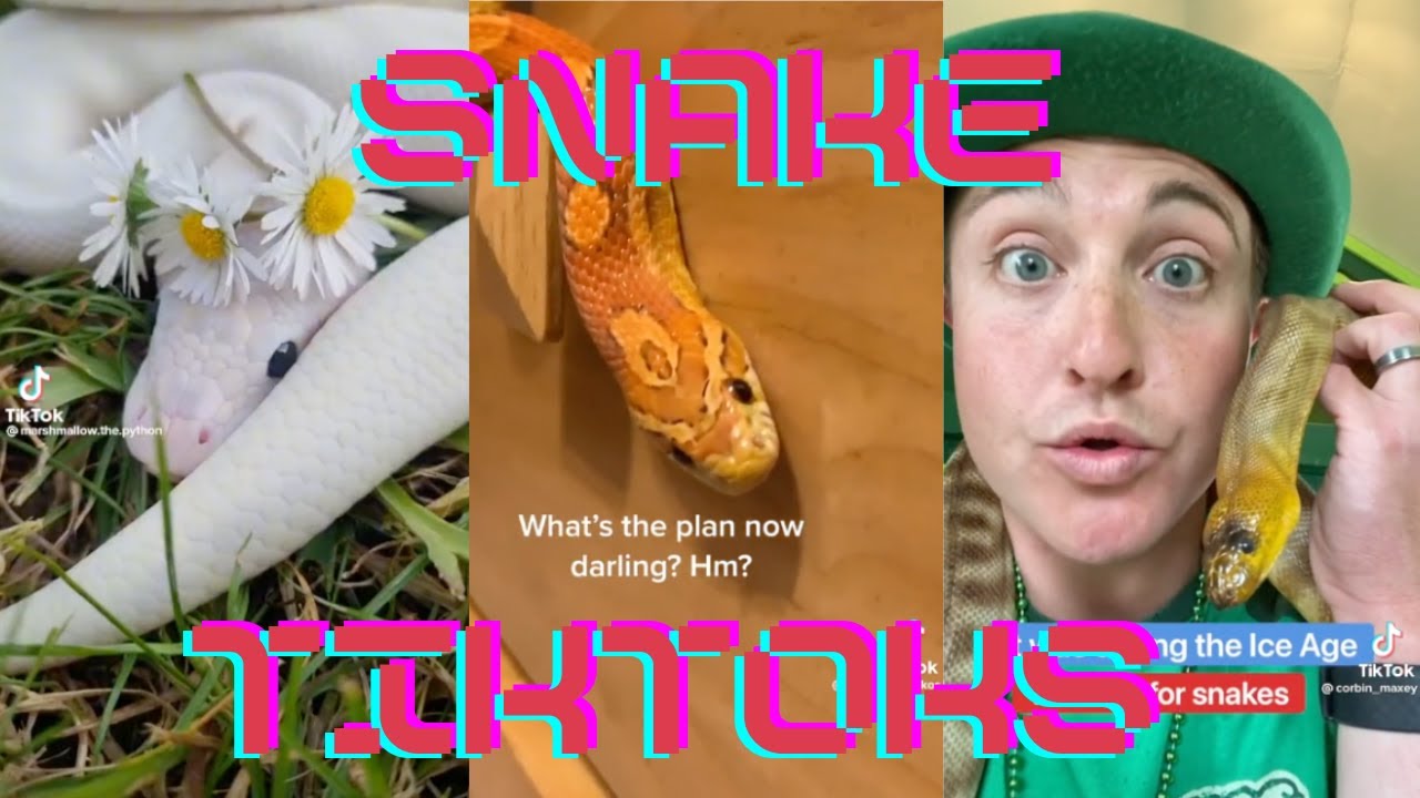 snake tiktoks cause snakes are neat