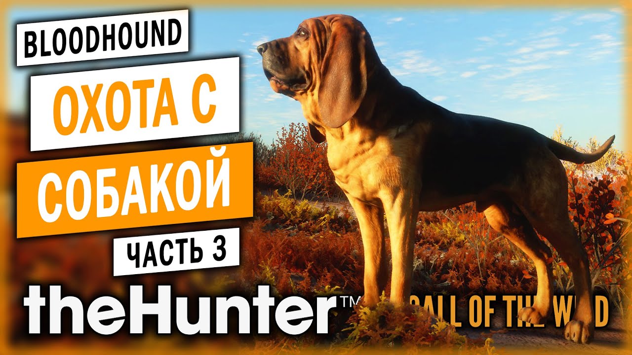 theHunter Call of the Wild #3 🐶 - Охота на Волков в Долине Юкона - Охота с Собакой (2021)