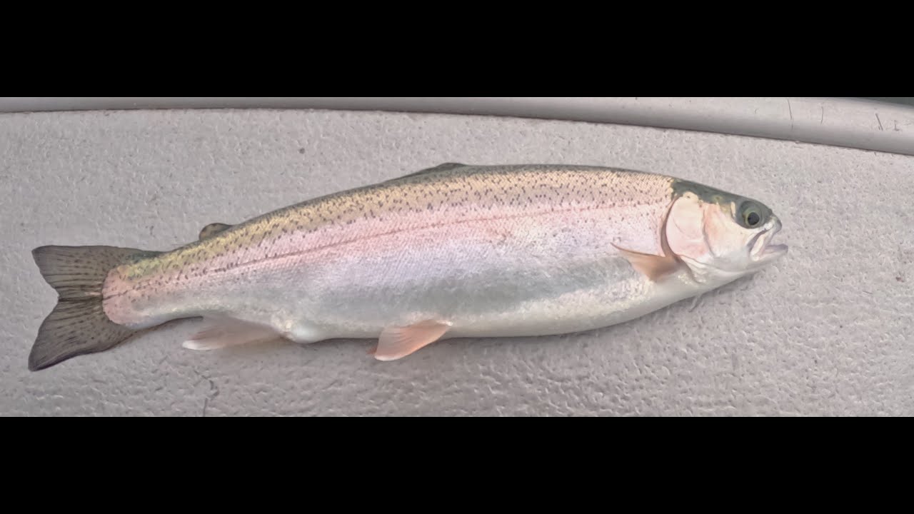 Foggy Jigging December Flaming Gorge 2024