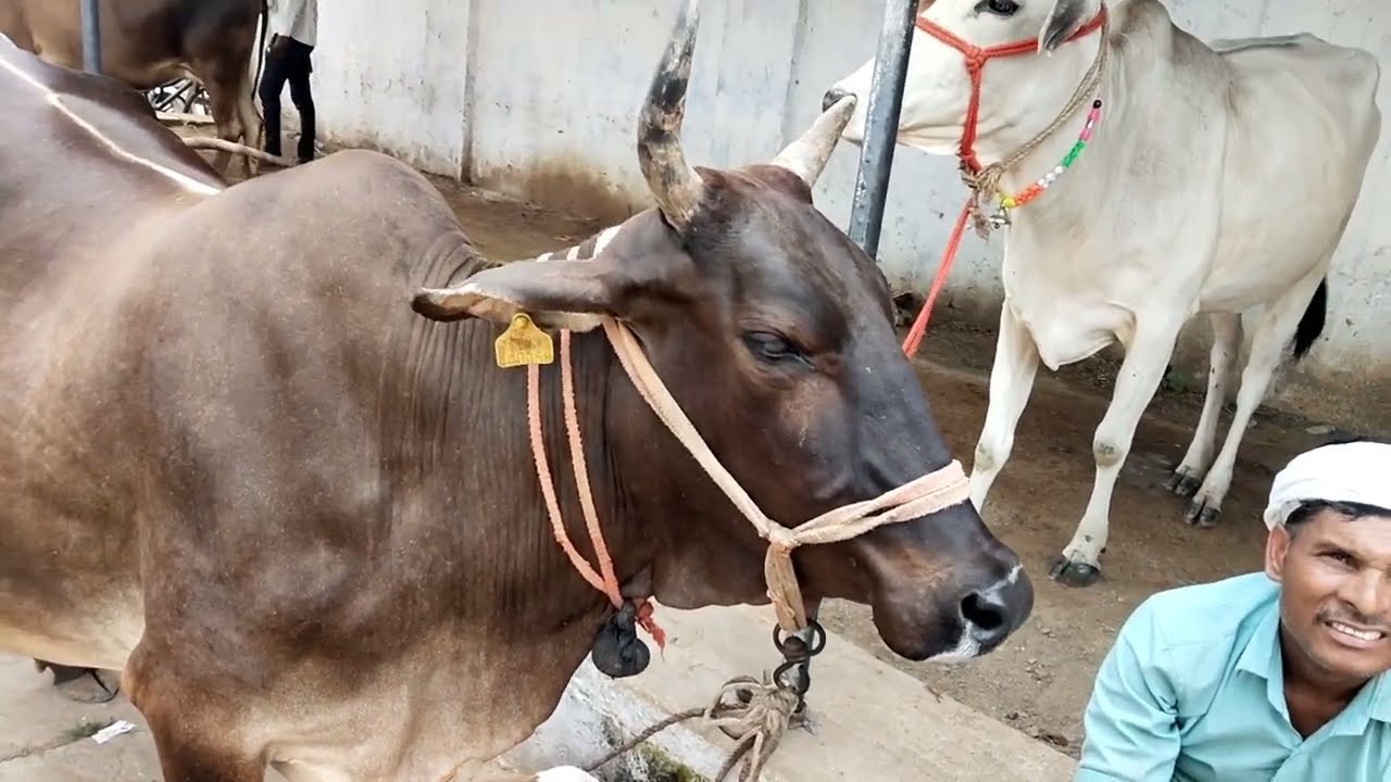Cow for sale | Bhind Pashu Mandi | Desi sahiwal Jersey cow market #hamarapashupalan 