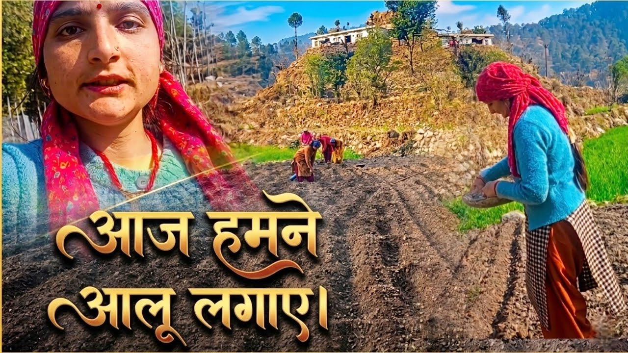 आज लगाए आलू || pahadi lifestyle vlog || Sweety Pahadan || first vlog