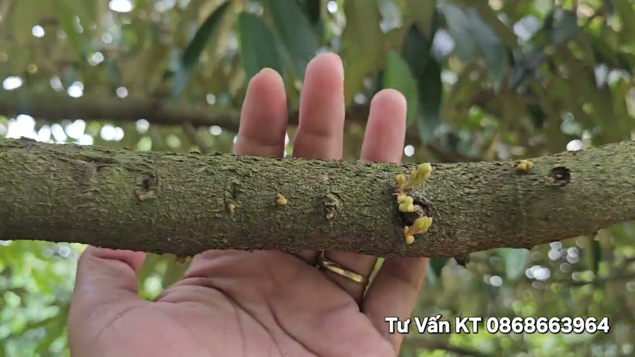 Rước Mắt Cua Tưới Nước Khi Tiết Bông Đã Lên Rất Mạnh