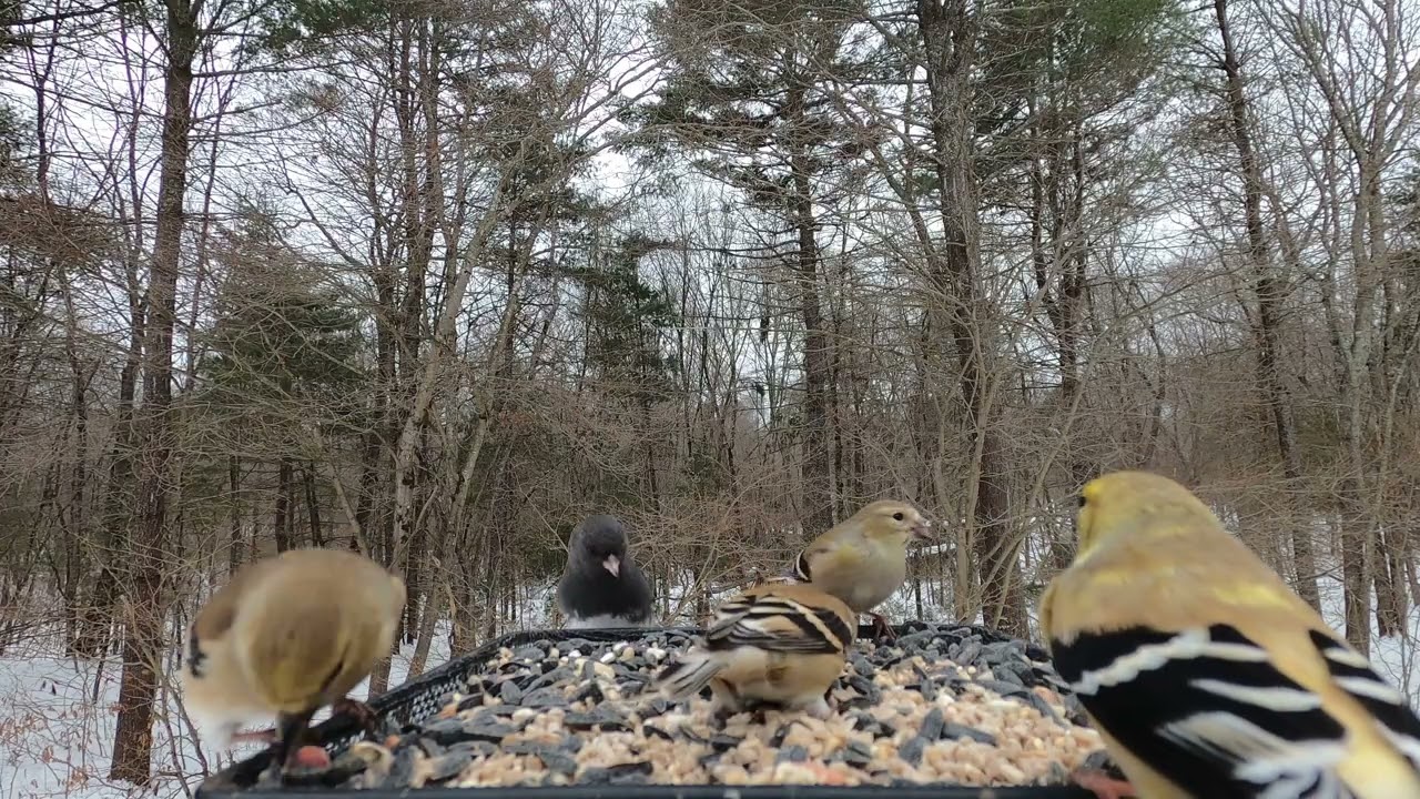 Cardinal, Dark-eyed Junco, Goldfinch, Bluebirds