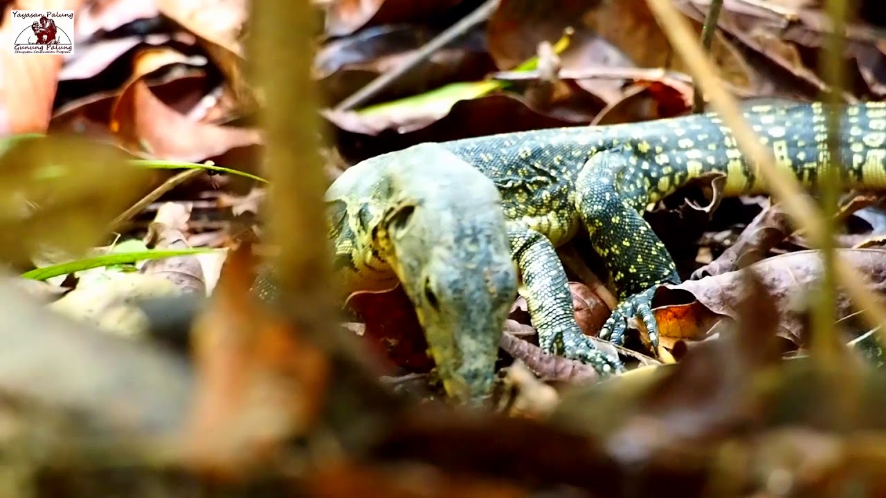Keragaman Satwa di Taman Nasional Gunung Palung