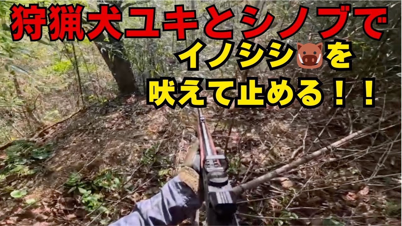 狩猟犬ユキとシノブがイノシシを吠えて止める！！