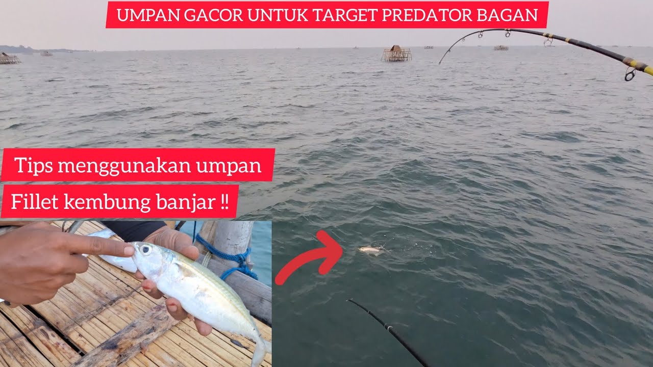 TIPS MENGGUNAKAN UMPAN FILLETAN UNTUK MANCING DI BAGAN || BAGAN TANJUNG KAIT