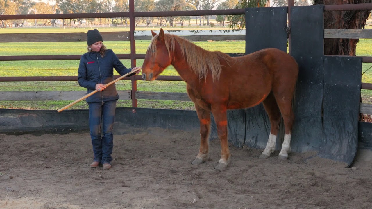 DAY 2: First round pen session ★ Brumby Challenge
