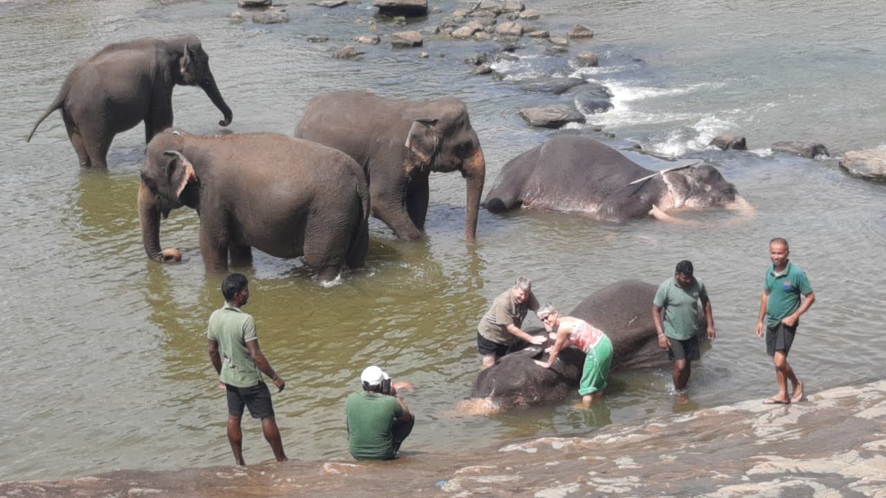 🔴Unbelievable moment wildlife elephant Sri Lanka in Asian animal rescue | Wild Elephant 3 Octob 2025