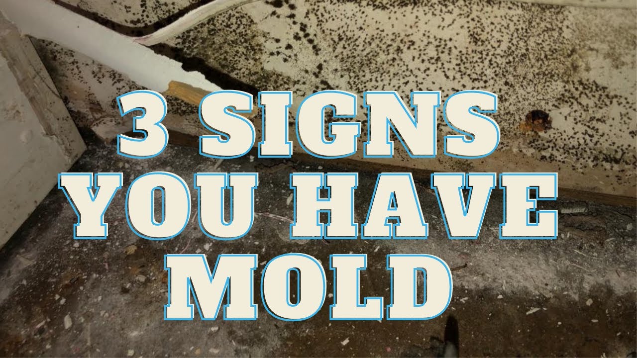 How To Find Mold In Your House | 3 Signs You Need Mold Remediation