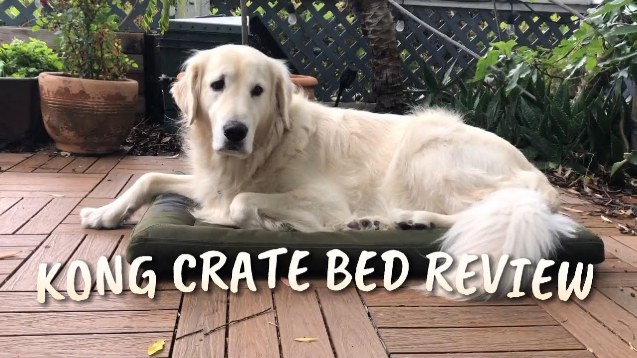 Kong Durable Crate Dog Mat Review #kong #dogmat #goldenretriver #golden #coopur #petmodel #dogmodel