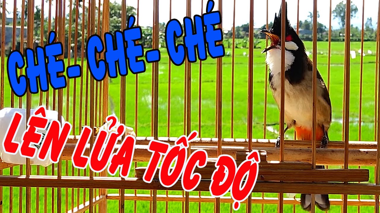 Luyện chào mào Ché/Kích chào mào nhanh ché giữ lửa cho chim luôn căng/kích bổi căng lửa nhanh ché
