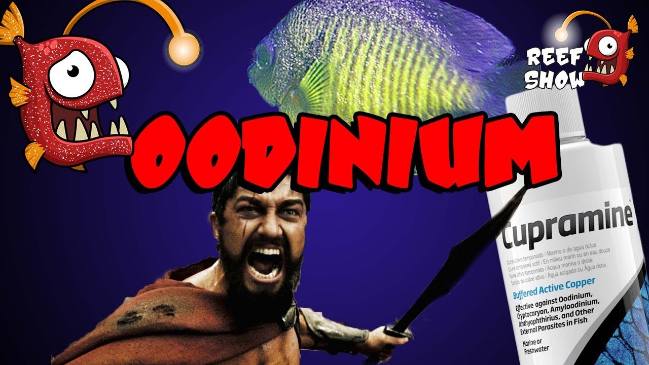 Reef Show #28 - Doen&ccedil;as: Oodinium - Aqu&aacute;rio Marinho