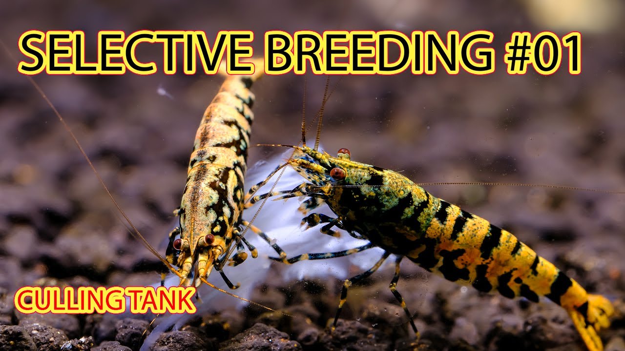 SELECTIVE BREEDING CARIDINA SHRIMP #01 - CULLING SHRIMPS AQUARIUM