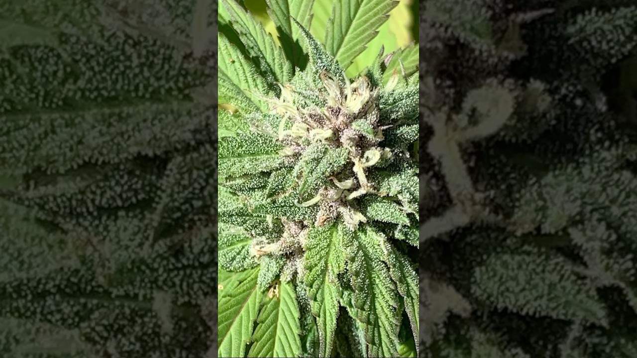 Trichome check