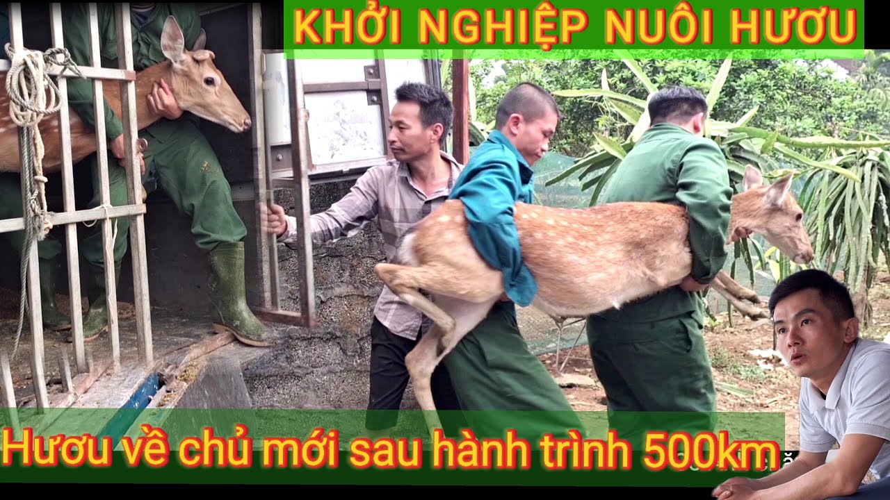 Khởi nghiệp nuôi hươu | Chuyến xe 500 km đưa đàn hươu về với chủ mới . #Cacv11