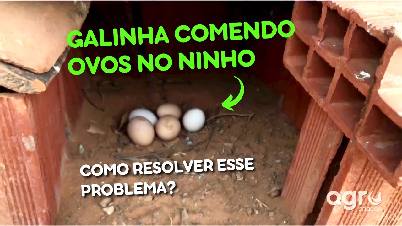 GALINHA COMENDO OVOS | JEITO CERTO de fazer a galinha PARAR de comer os ovos do ninho #ovo #galinha