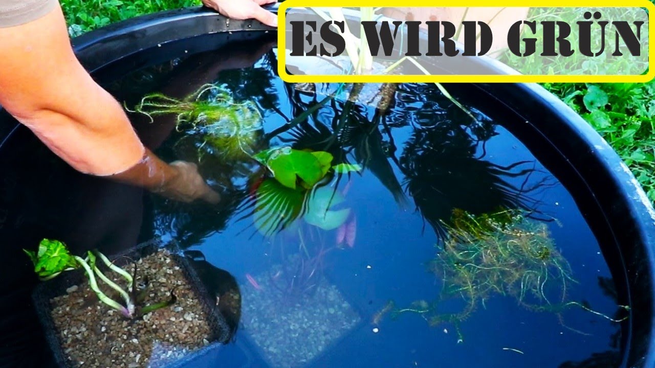 Wasserpflanzen f&uuml;r den Miniteich