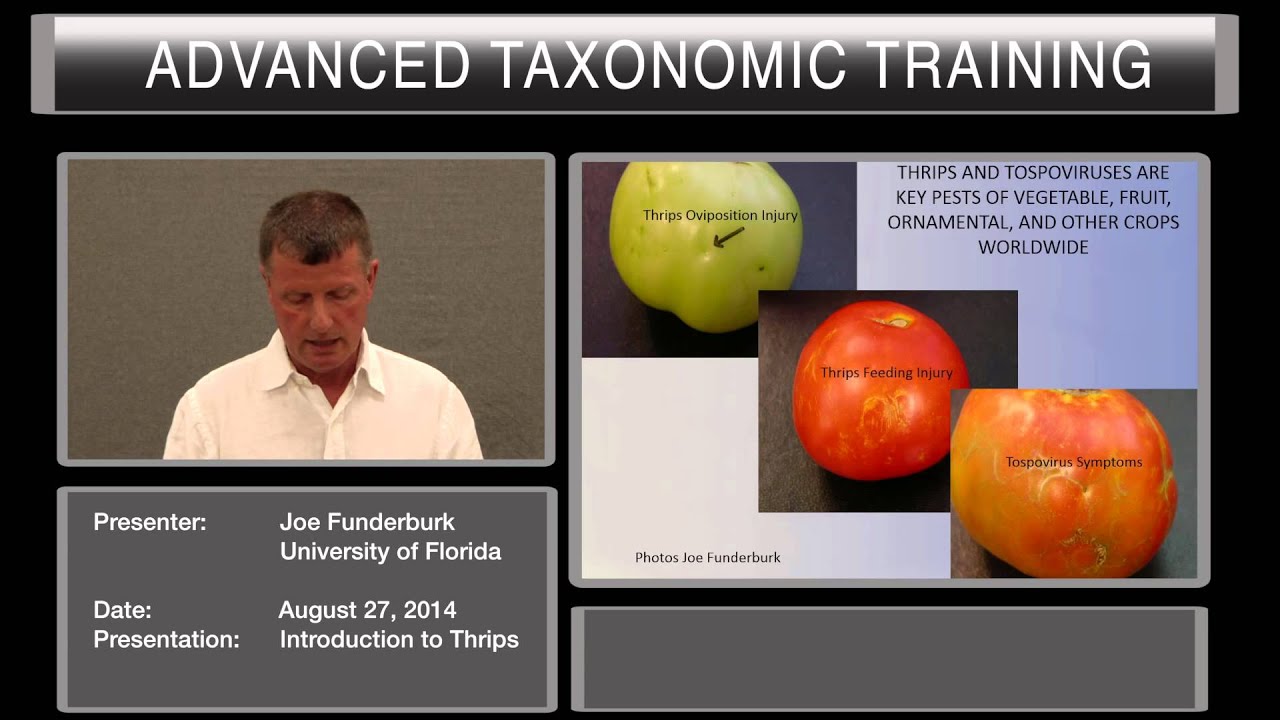 Introduction to Thysanoptera (Thrips)