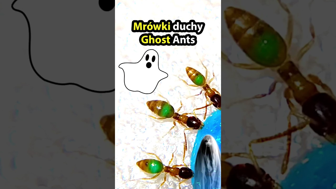 Halloween💀👉 Mr&oacute;wki Duchy tapinoma melanocephalum #helloween #mr&oacute;wki #owady #zwierzęta #ghost #ants