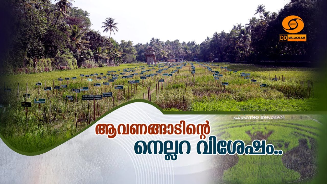 ആവണങ്ങാടിന്റെ നെല്ലറ വിശേഷം || DD MALAYALAM || KRISHIDARSHAN || #krishidarshan