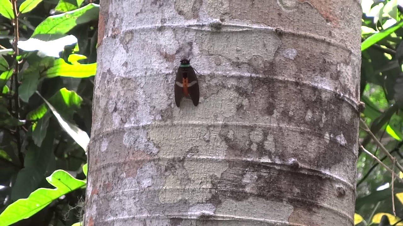 The Noisiest Insect in the World? From Crocker National Park, Sabah, Borneo