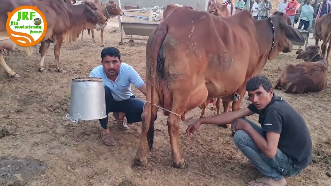 1👍Full Milking Video👍#Super #Elite Sahiwal Cow👍Monu, Azadnagar (9812677706)👍(8 March 2023)👍
