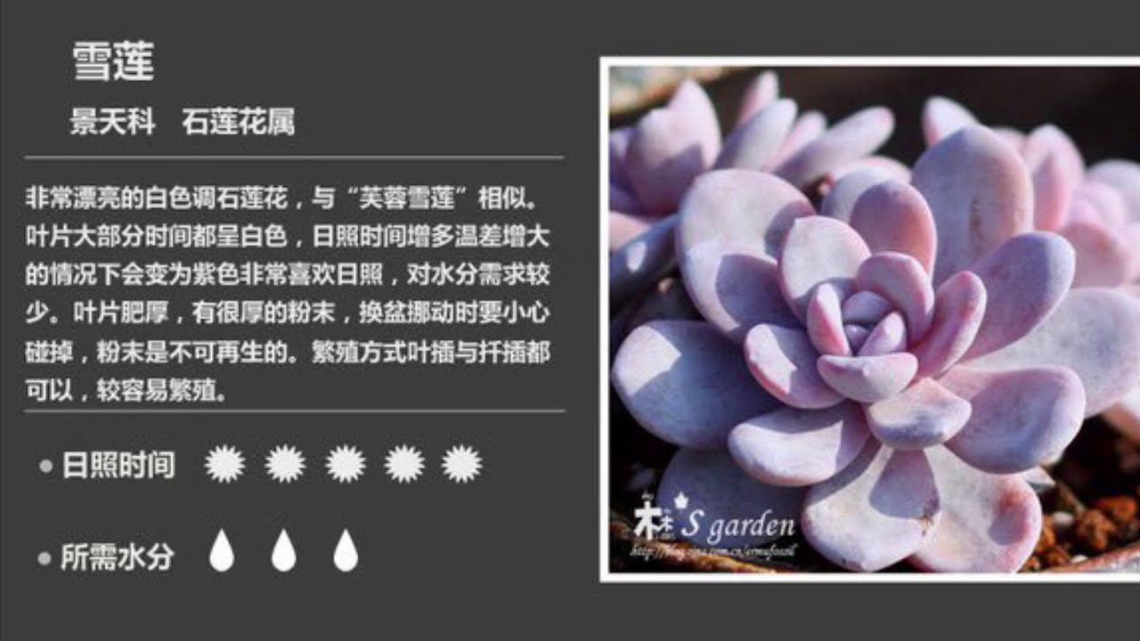 存个资料，多肉名称及养护，资料来自网络