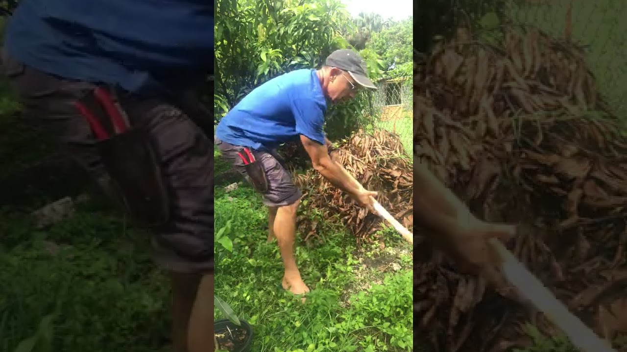 Sometimes you just have to rip off the band-aid! Replacing trees with chronic issues