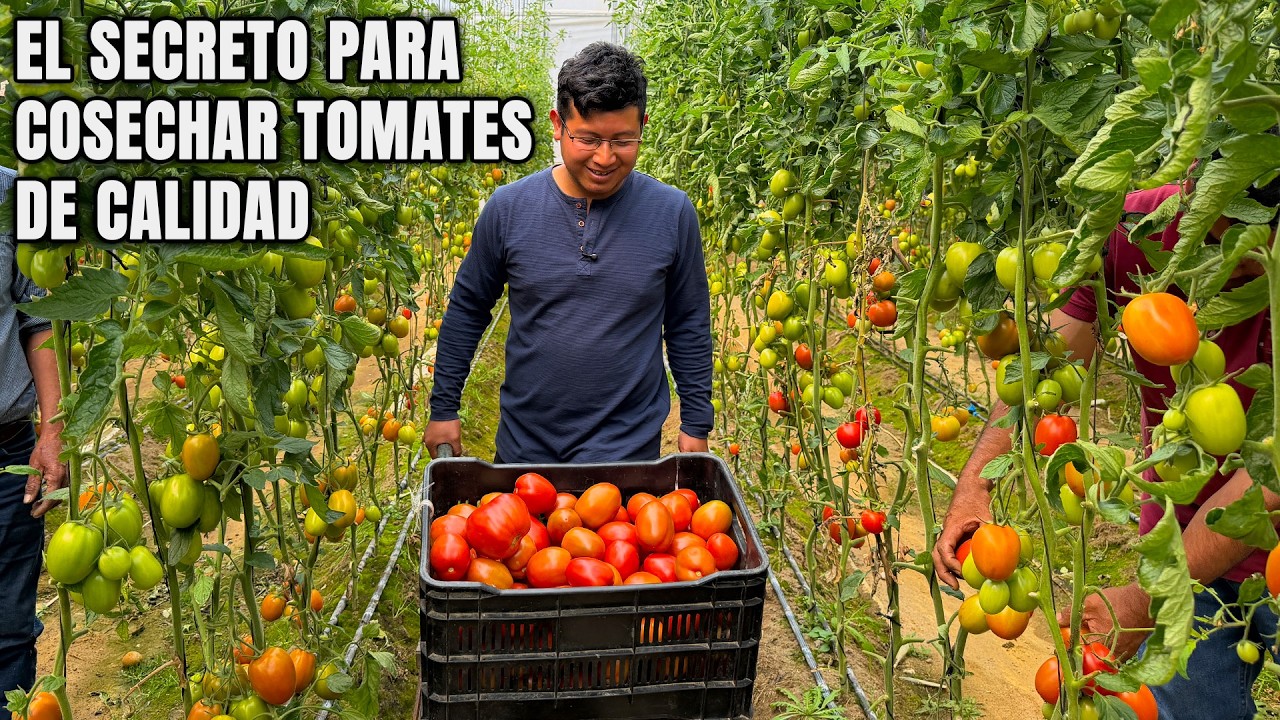 La clave para cultivar tomates, ganancias, pérdidas y la mejor temporada ¿Vale la pena?