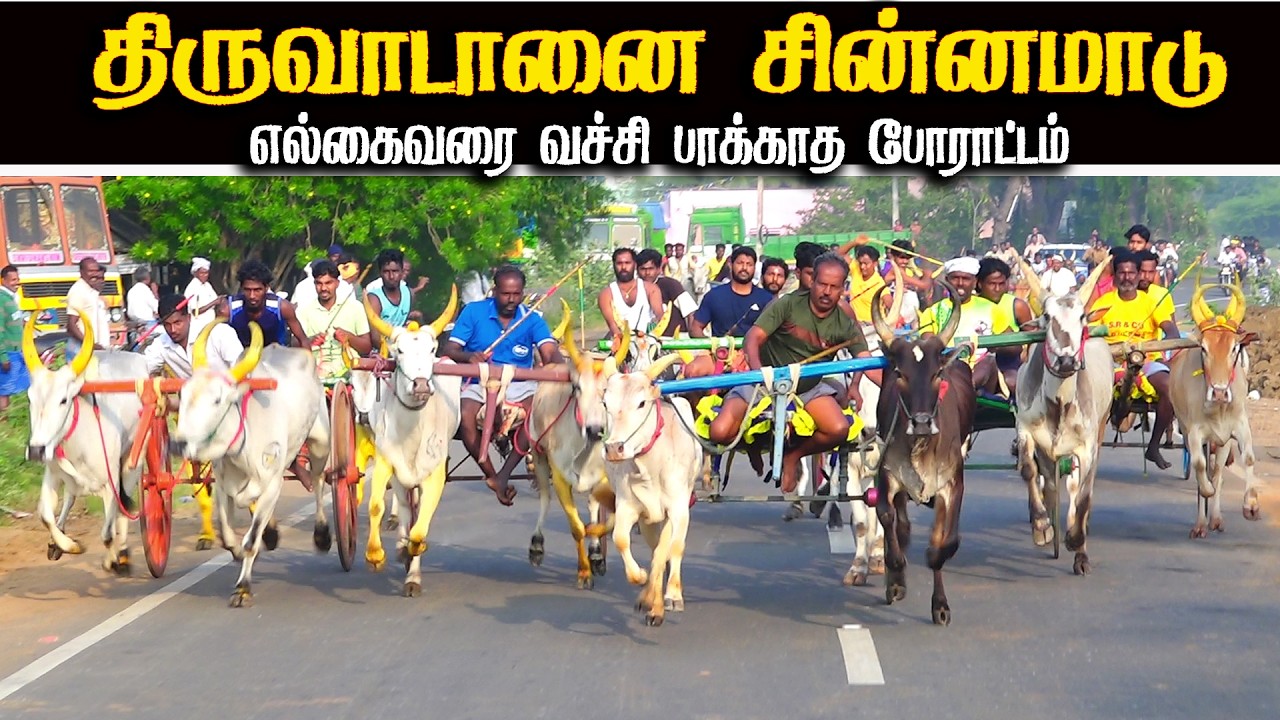 திருவாடானை சின்னமாடு பந்தயம் 08.02.2026